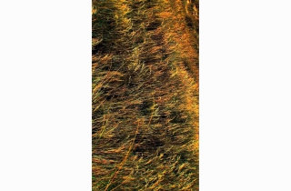 Aurulent