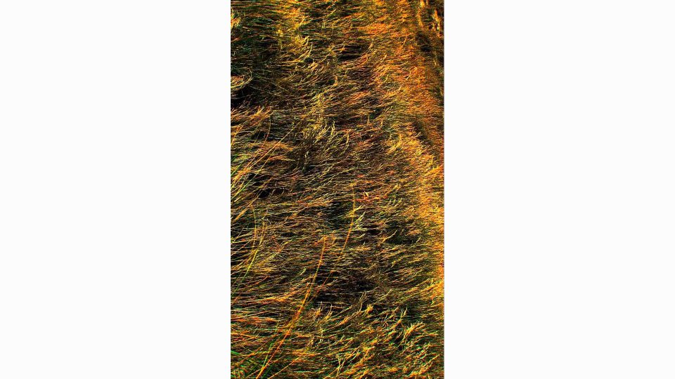 Aurulent