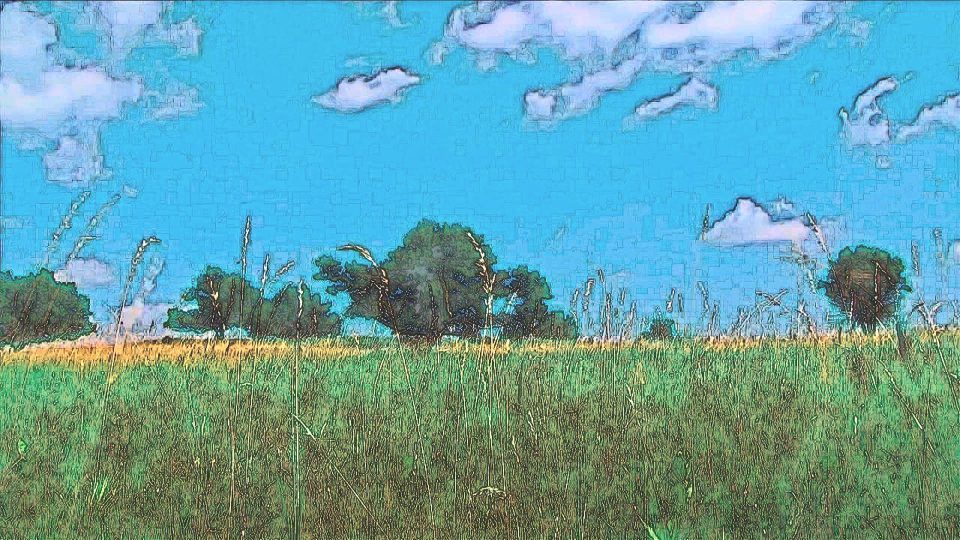 Grass Fields