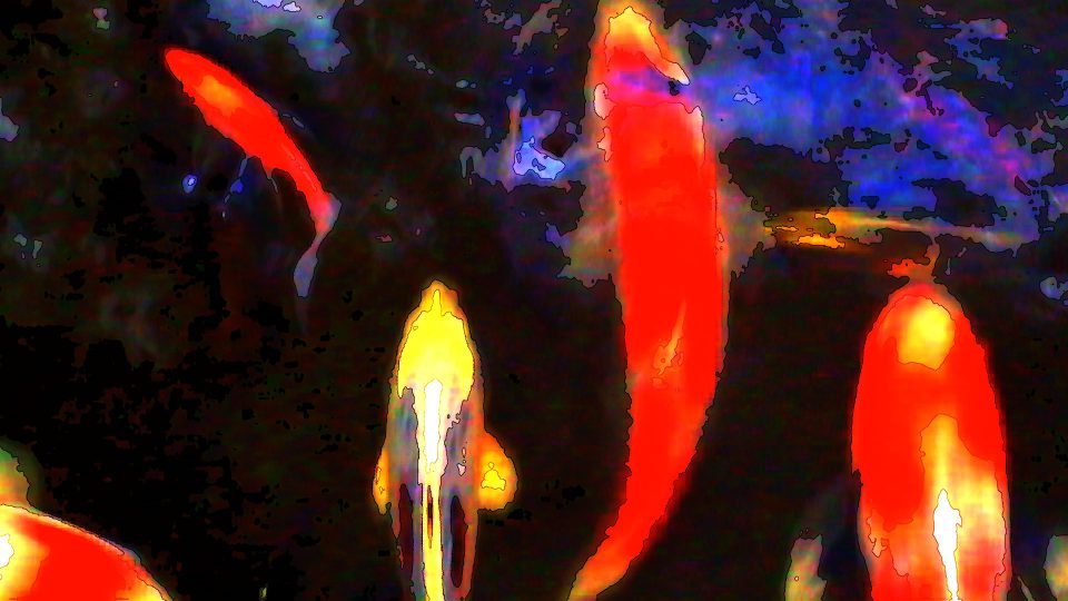 Kissing-Koi-POS2