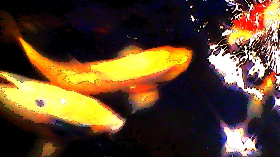 Kissing-Koi-POS3