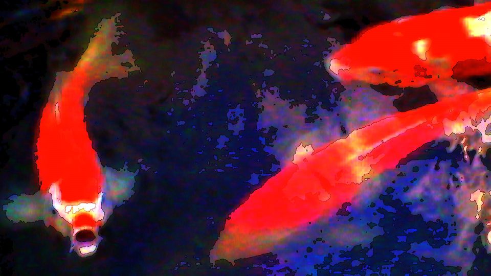 Kissing-Koi-POS4