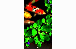 Kissing Koi