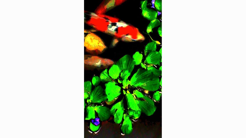 Kissing Koi
