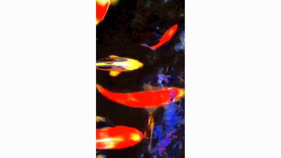 Kissing-Koi-V-POS2