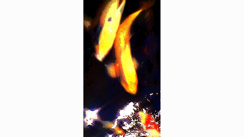 Kissing-Koi-V-POS3