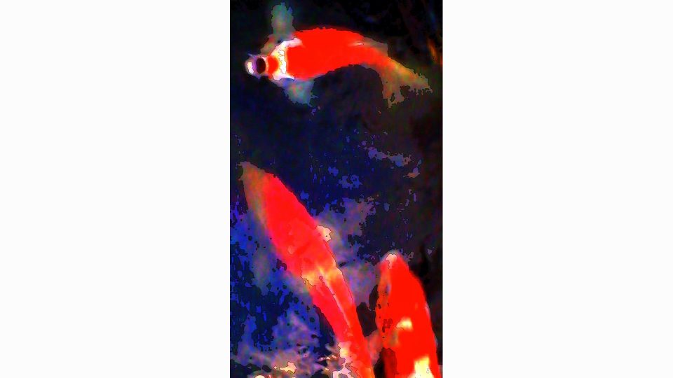 Kissing-Koi-V-POS4