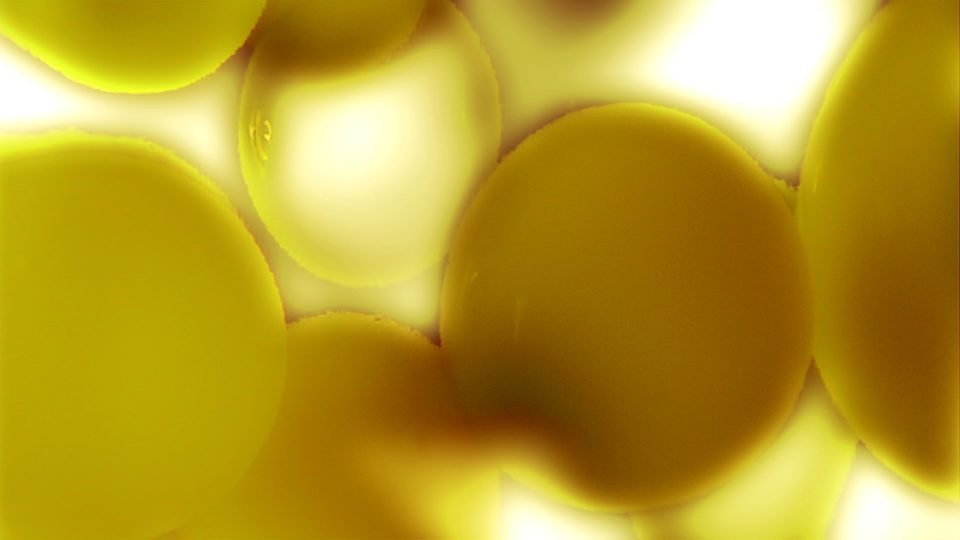 Lava-Glo-Gold-POS2