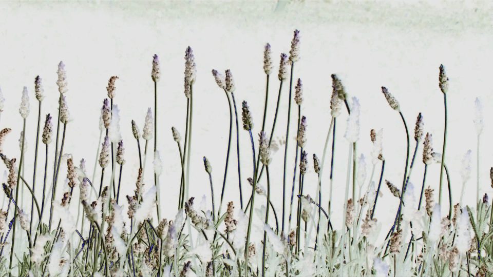 Porcelain Plantain
