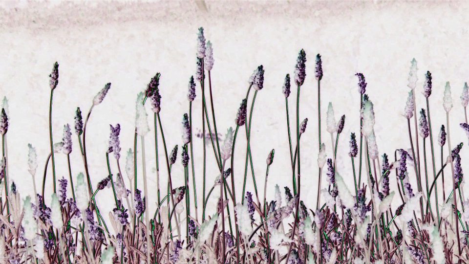 Porcelain-Plantain-POS2