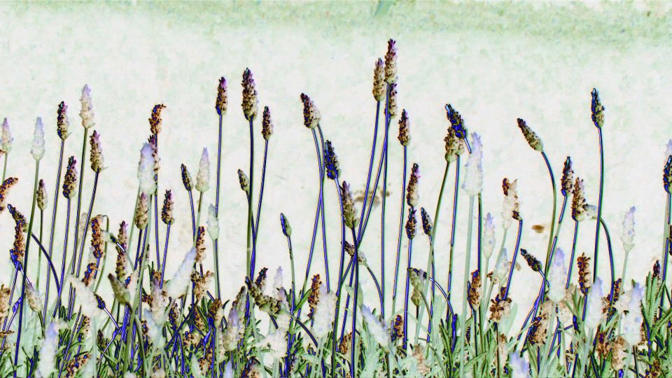 Porcelain-Plantain-POS3