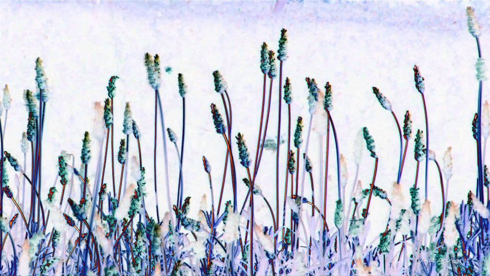Porcelain-Plantain-POS4