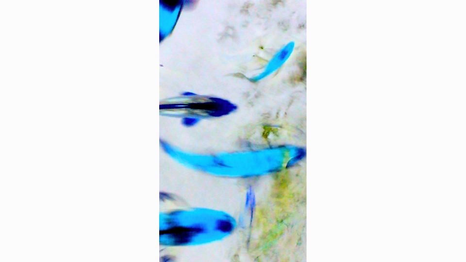 Solar-Koi-V-POS2