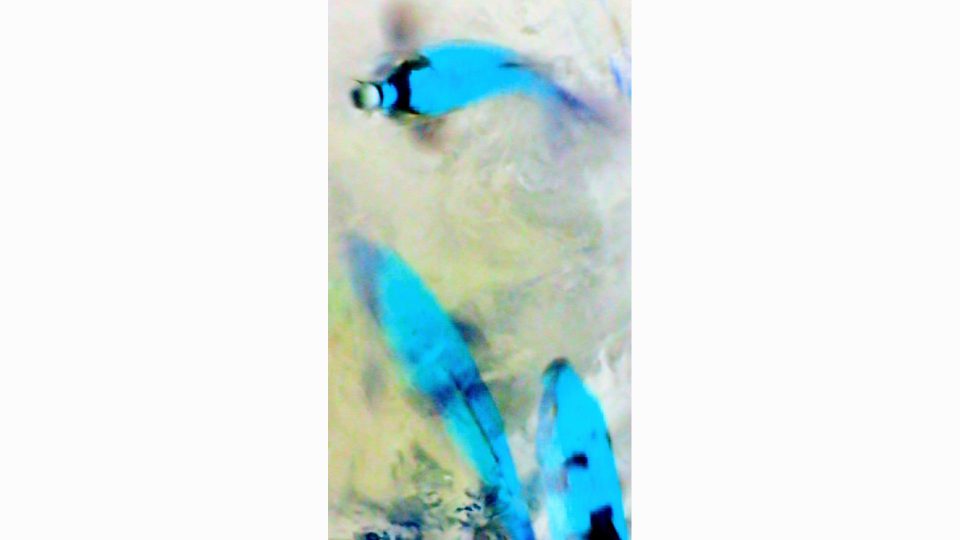 Solar-Koi-V-POS4