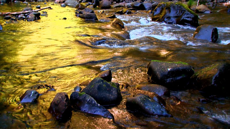 Sun Kissed Stream